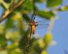 303712 – Photo : Oryctes – France (59)
